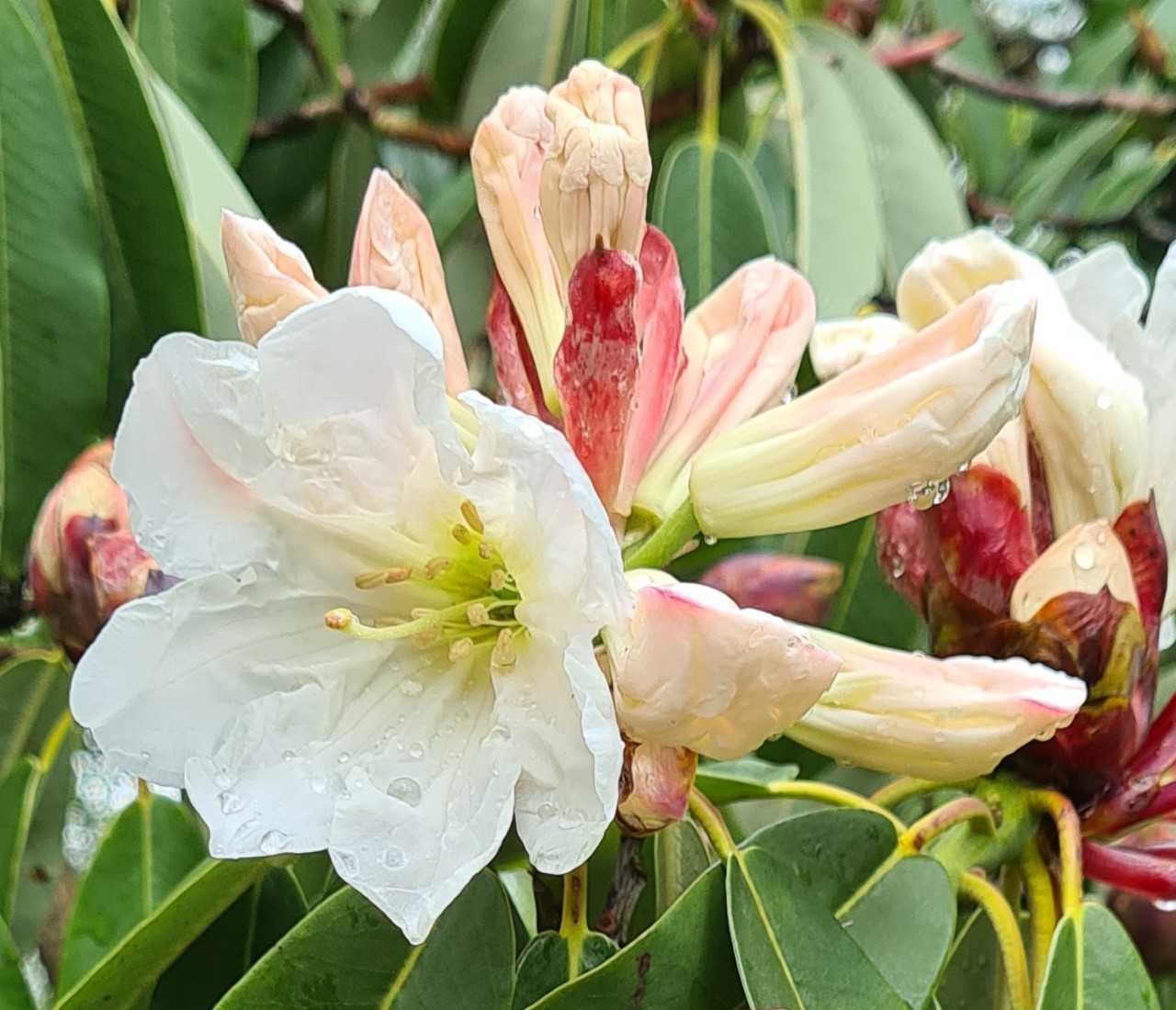 R. decorum AGM